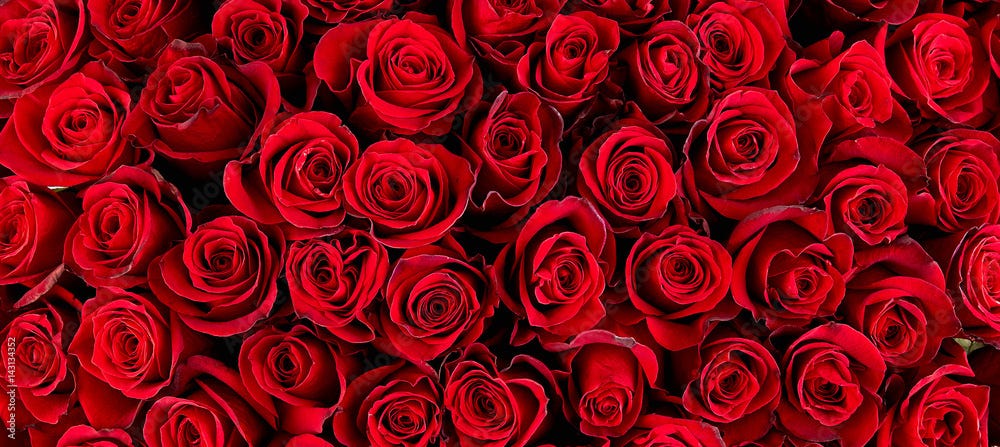 Photography Natural red roses background Photography Natural red roses background