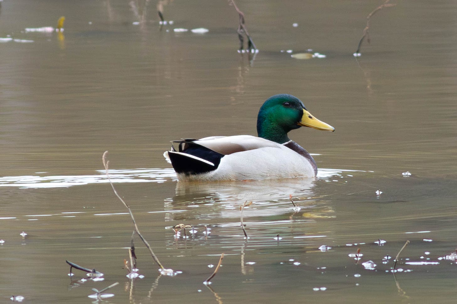 A male mallard with a pale body and green head floating on a brown lake A male mallard with a pale body and green head floating on a brown lake