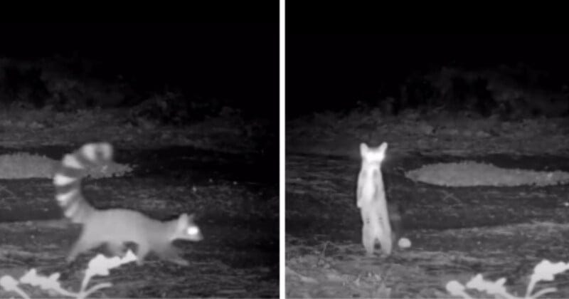 A black and white night-vision image split in two: on the left, a ring-tailed animal walks, and on the right, the same animal stands upright on its hind legs, both in a natural outdoor setting.