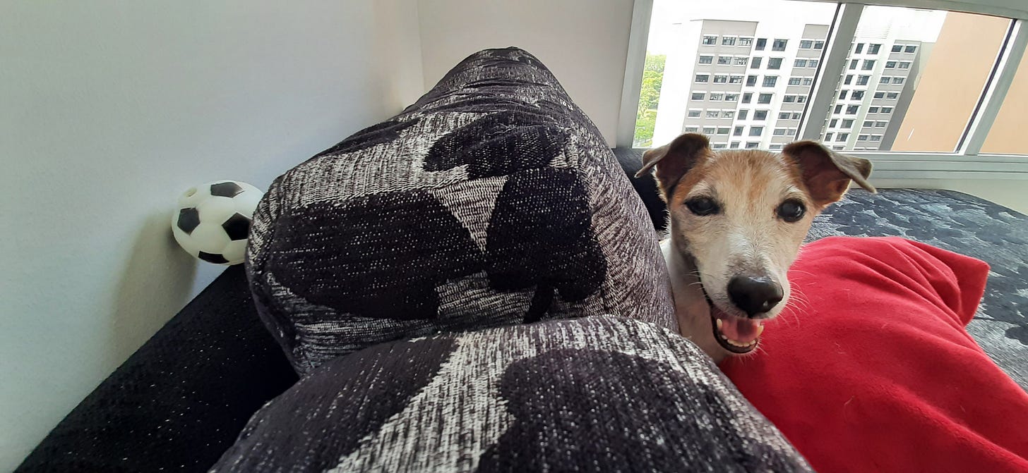 Jack Russell Terrier JRT acting cute when he cannot get the ball. Jack Russell Terrier JRT acting cute when he cannot get the ball.