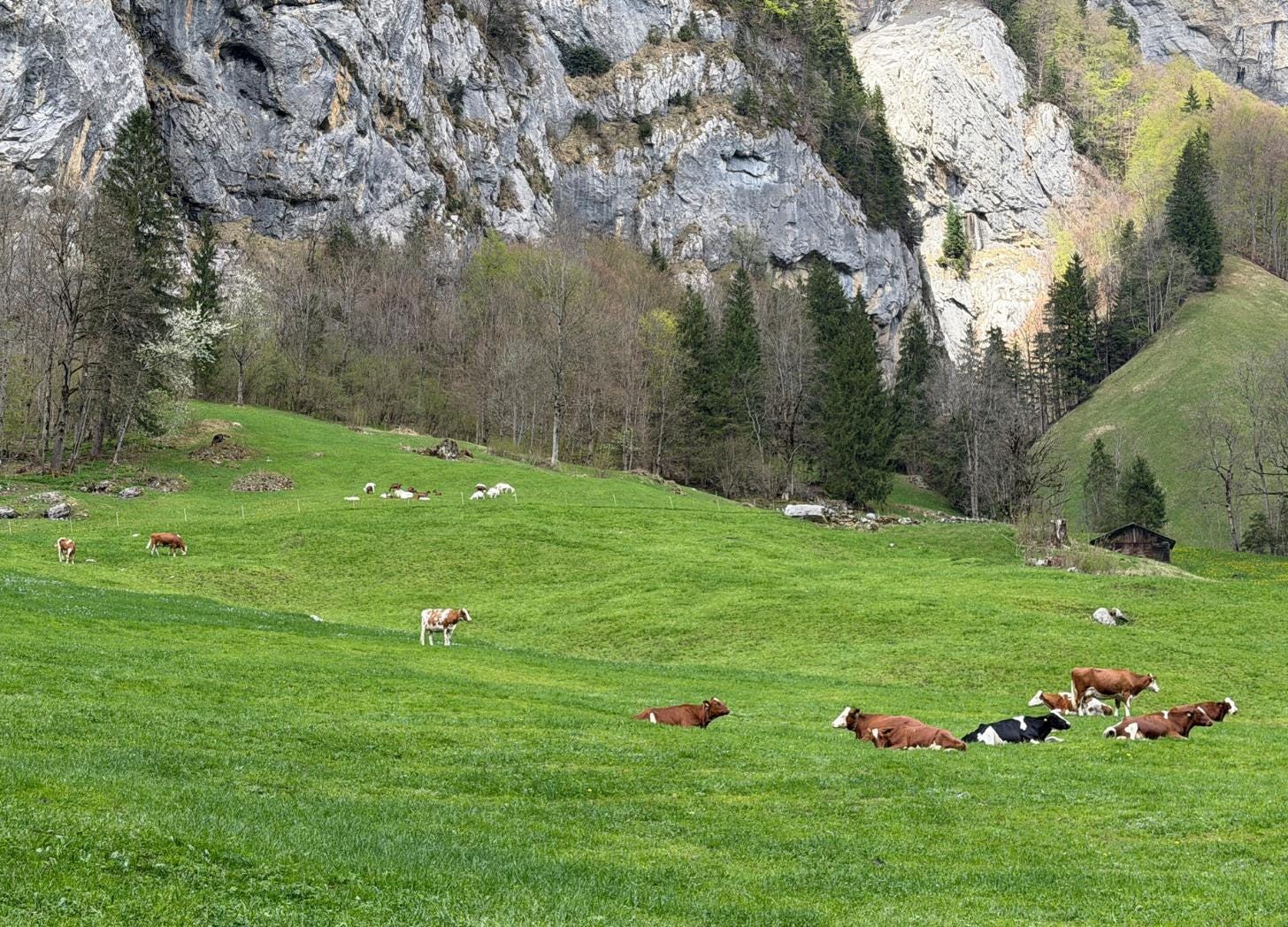 Group of brown, white, and black dairy cows grazing and resting on a green alpine meadow in the Bernese Oberland, Switzerland, with gray rock cliffs and pine trees behind them. Group of brown, white, and black dairy cows grazing and resting on a green alpine meadow in the Bernese Oberland, Switzerland, with gray rock cliffs and pine trees behind them.