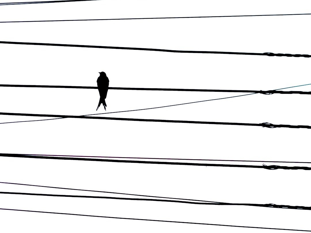 a lone bird sitting on a power line a lone bird sitting on a power line