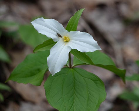5 photos of great white trillium, a flower with three big petals, usually white, though in the fifth photo the petals have wide pink stripes. One photo is a closeup of a side view of a flower with a large bee on it (probably a nomad bee.) The bee has a long abdomen striped with yellow and black, yellow legs, and black wings and antennae.