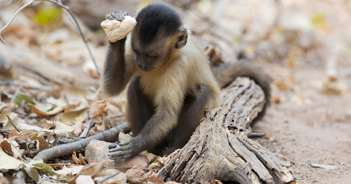 Macaco-prego segurando uma pedra Macaco-prego segurando uma pedra