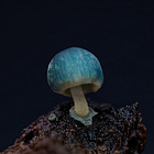 Field to File: Up Close with Mycena interrupta
