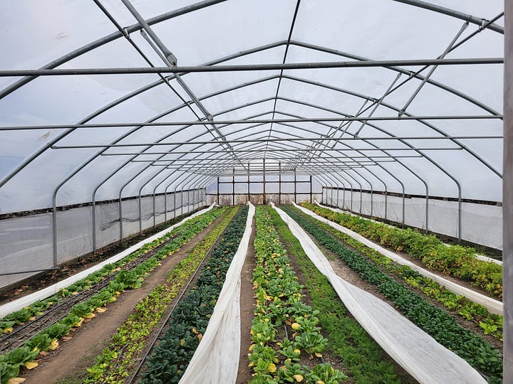 crops growing in two unheated high tunnels in January