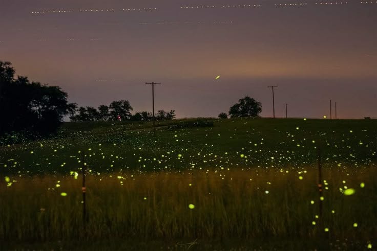 This may contain: the sky is filled with fireflies as they fly over a grassy field at night