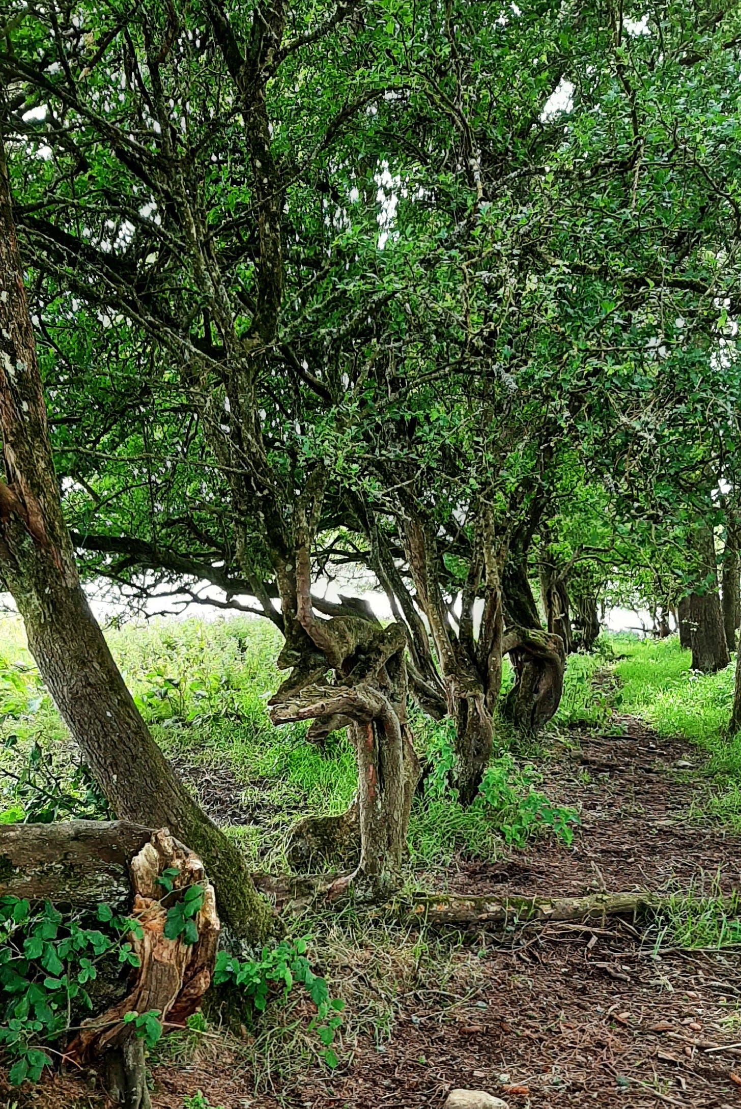 The Creatrix Experience - Forest near Oweynagat Cave Ireland  ©2025 Elizabeth des Roches