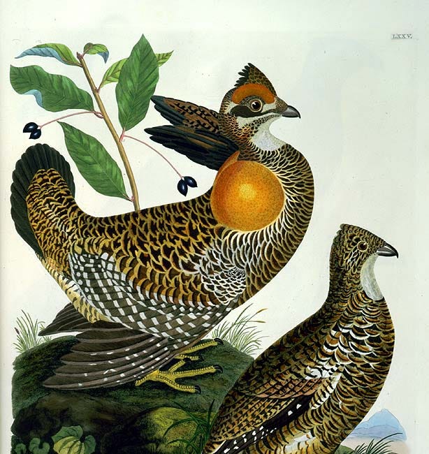 The fate of a lesser-known grouse