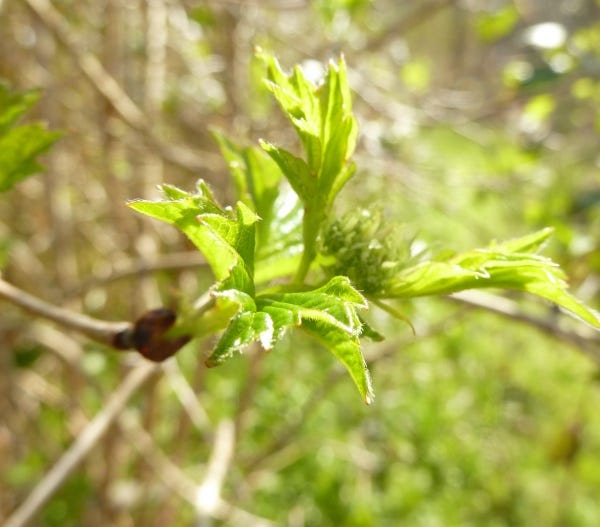Images of young cramp bark leaves, white flowers, red berries and shrub