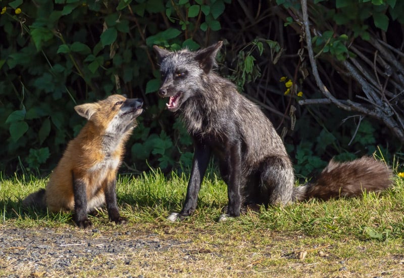 20250610-SJI3-731-Edit.jpg 20250610-SJI3-731-Edit.jpg