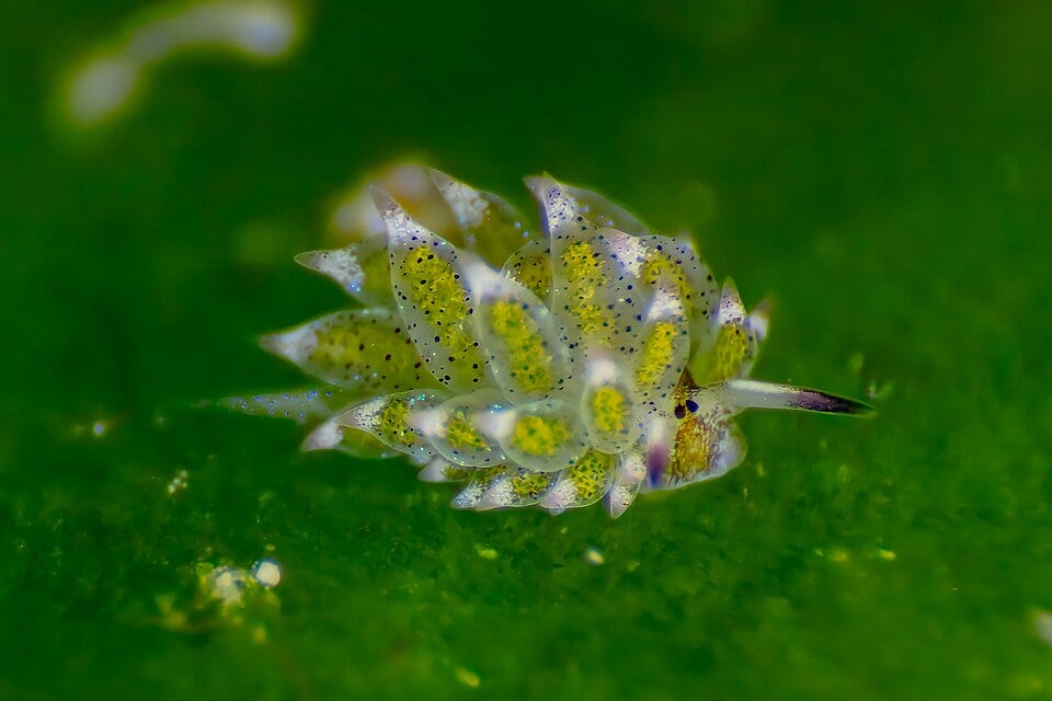 File:Babosa de mar (Costasiella kuroshimae), Anilao, Filipinas, 2023-08-23, DD 113.jpg