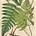 Fern Haynes's avatar