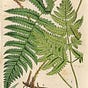 Fern Haynes's avatar