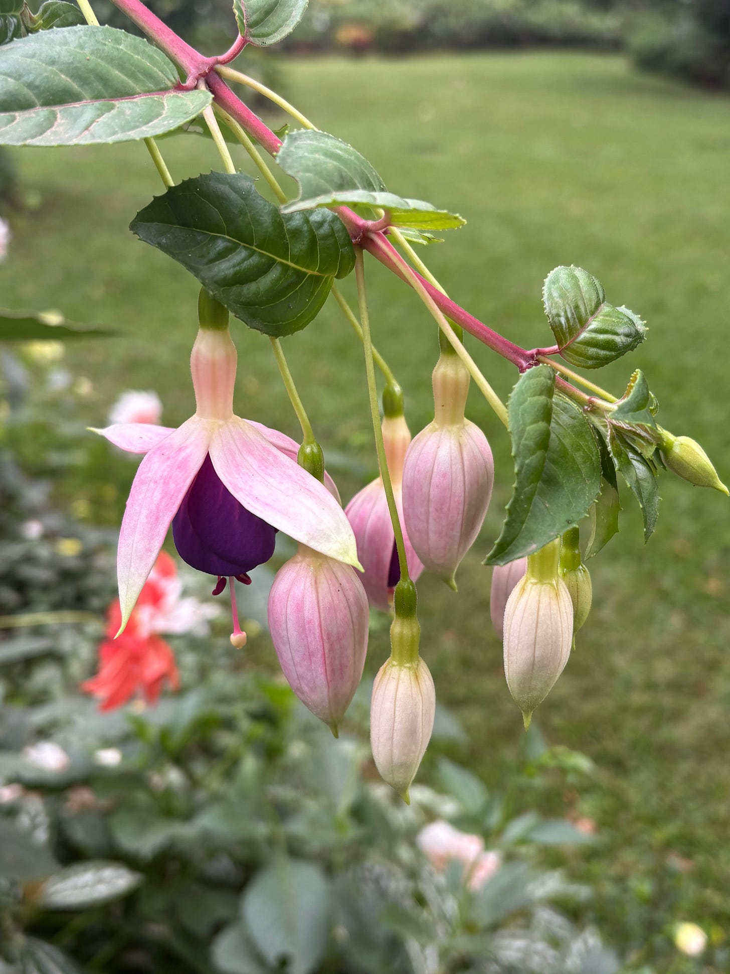 cluster of fuchsia flowers and buds, with white sepals and purple flowers