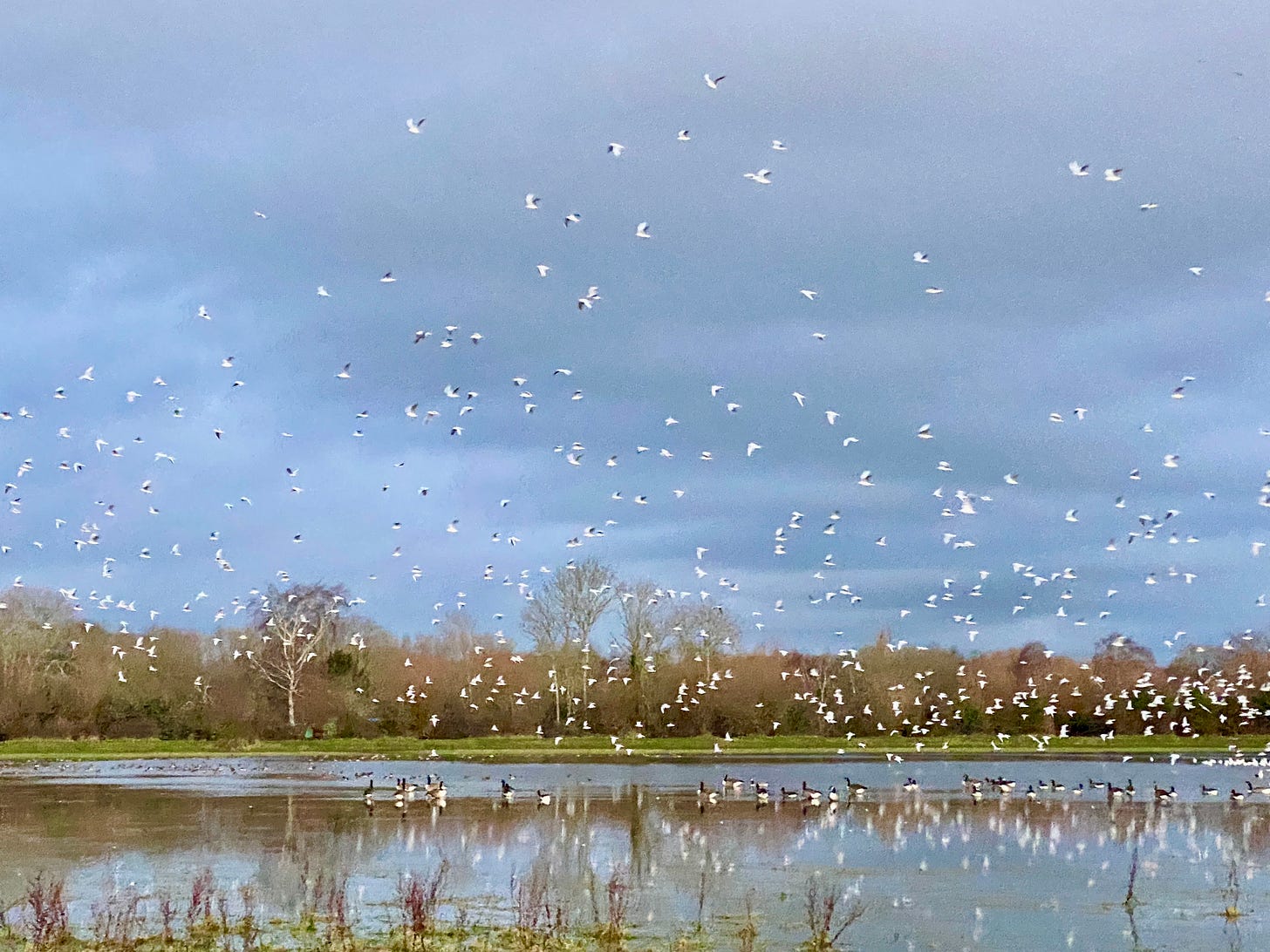 Countless white birds take flight together over a flooded field.