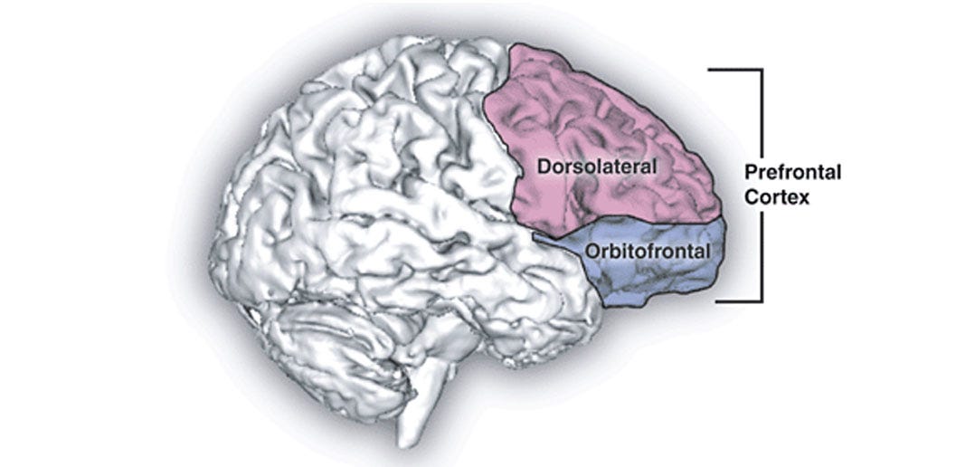 Why is the dorsolatereral prefrontal cortex (DLPFC) the ... Why is the dorsolatereral prefrontal cortex (DLPFC) the ...