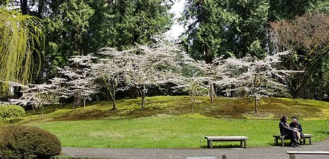 Photos of cherry trees, moss gardens, stone garden, pagoda lantern, Jizo statue, and camellias in bloom