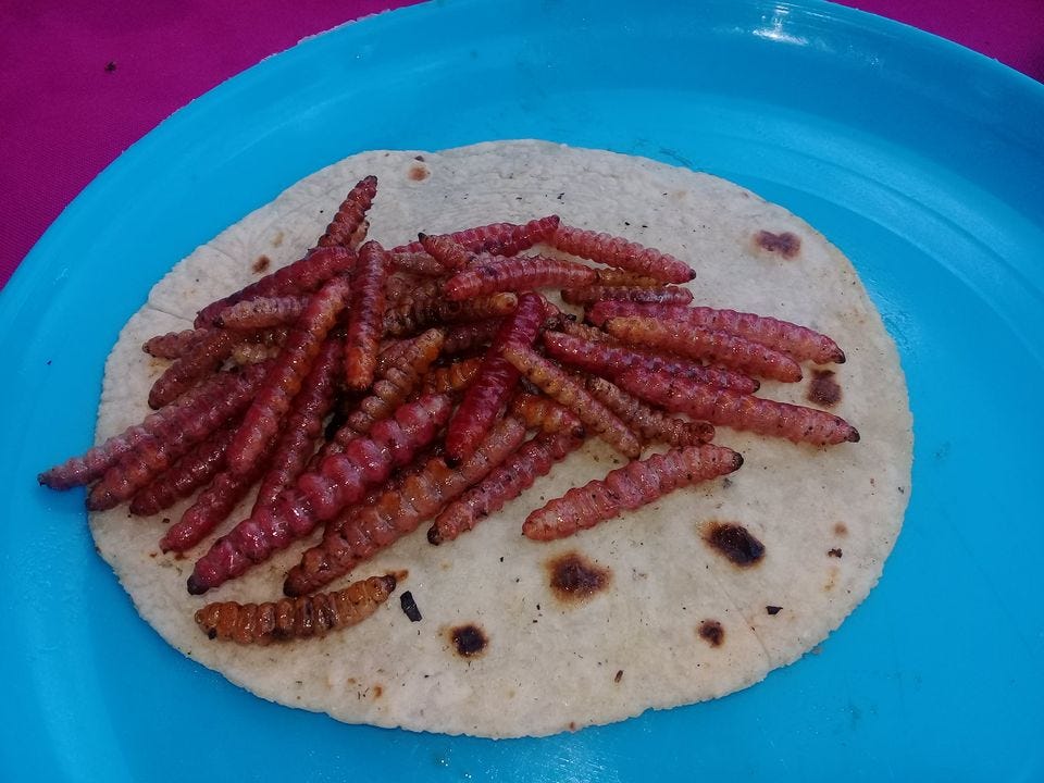 CHINICUILES UN MANJAR PRESENTE EN LA ZONA DE TULA, HIDALGO - La Neta