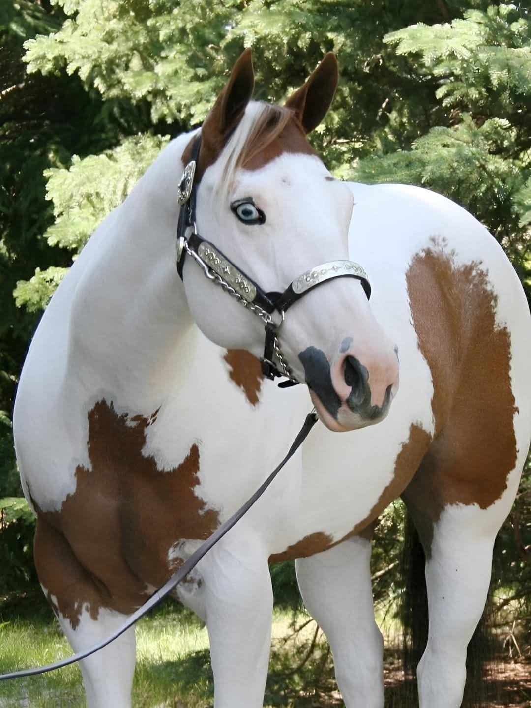 You probably shouldn't give your kingdom for this particular horse.