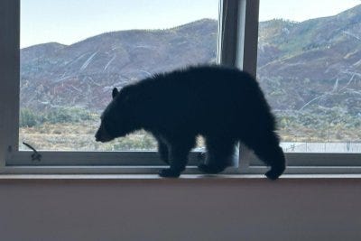 Bear wanders into middle school cafeteria in Colorado