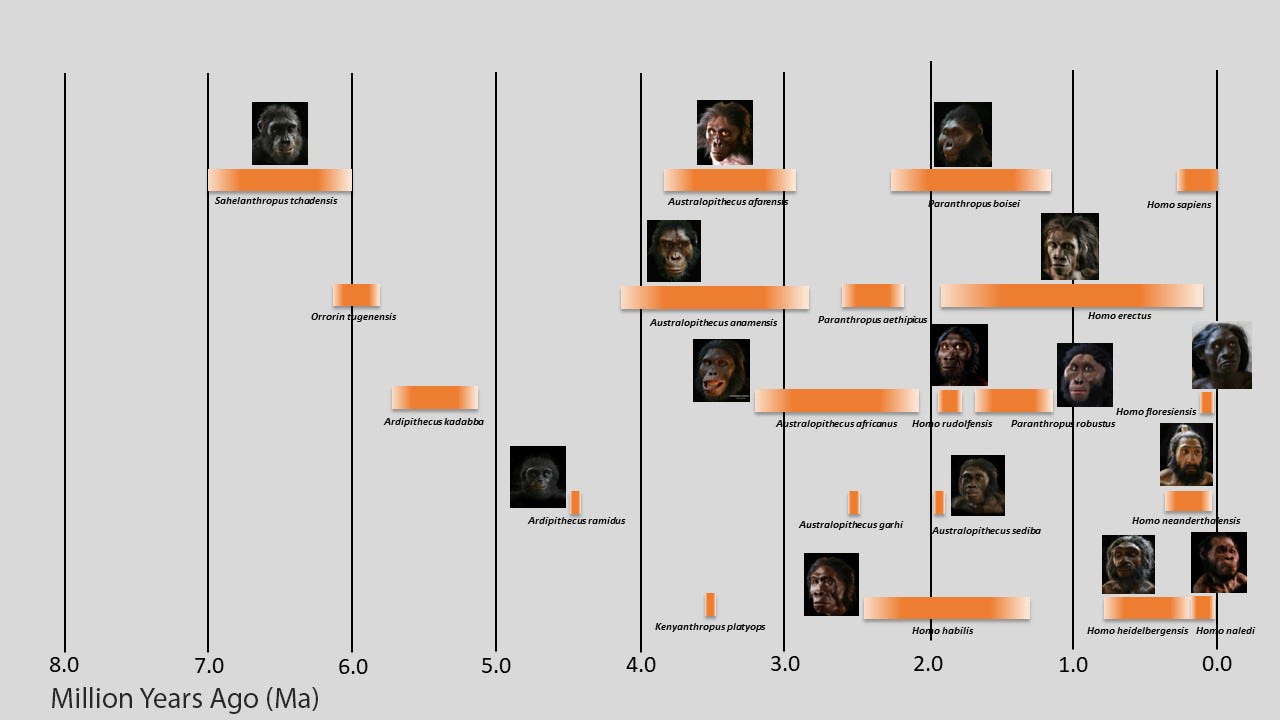 Hominin Evolution | McHenry County College