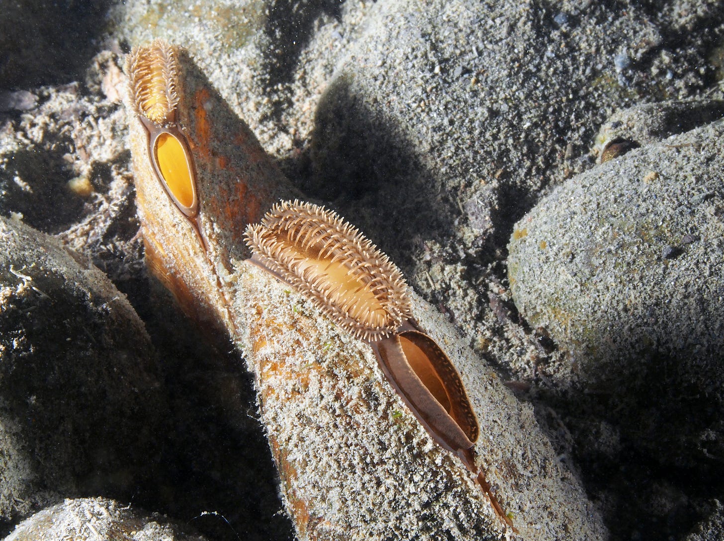 About Freshwater Mussels | Xerces Society