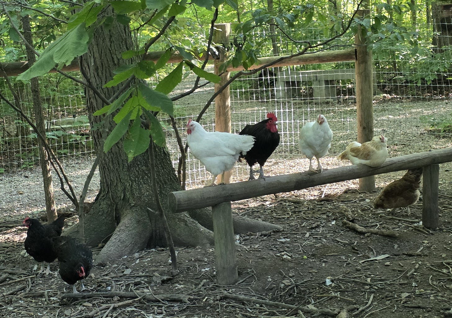chickens in run