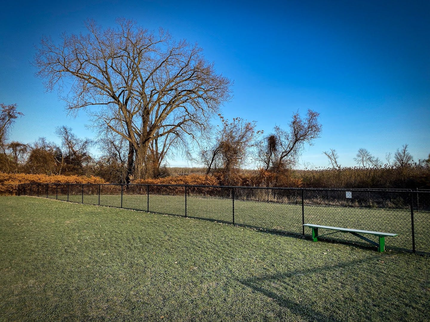 A large dog park with green grass and blue skies.