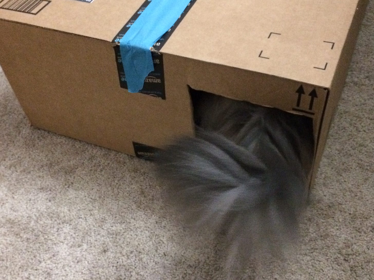 Kali Tail Cat Houses cats in boxes Kali Tail Cat Houses cats in boxes