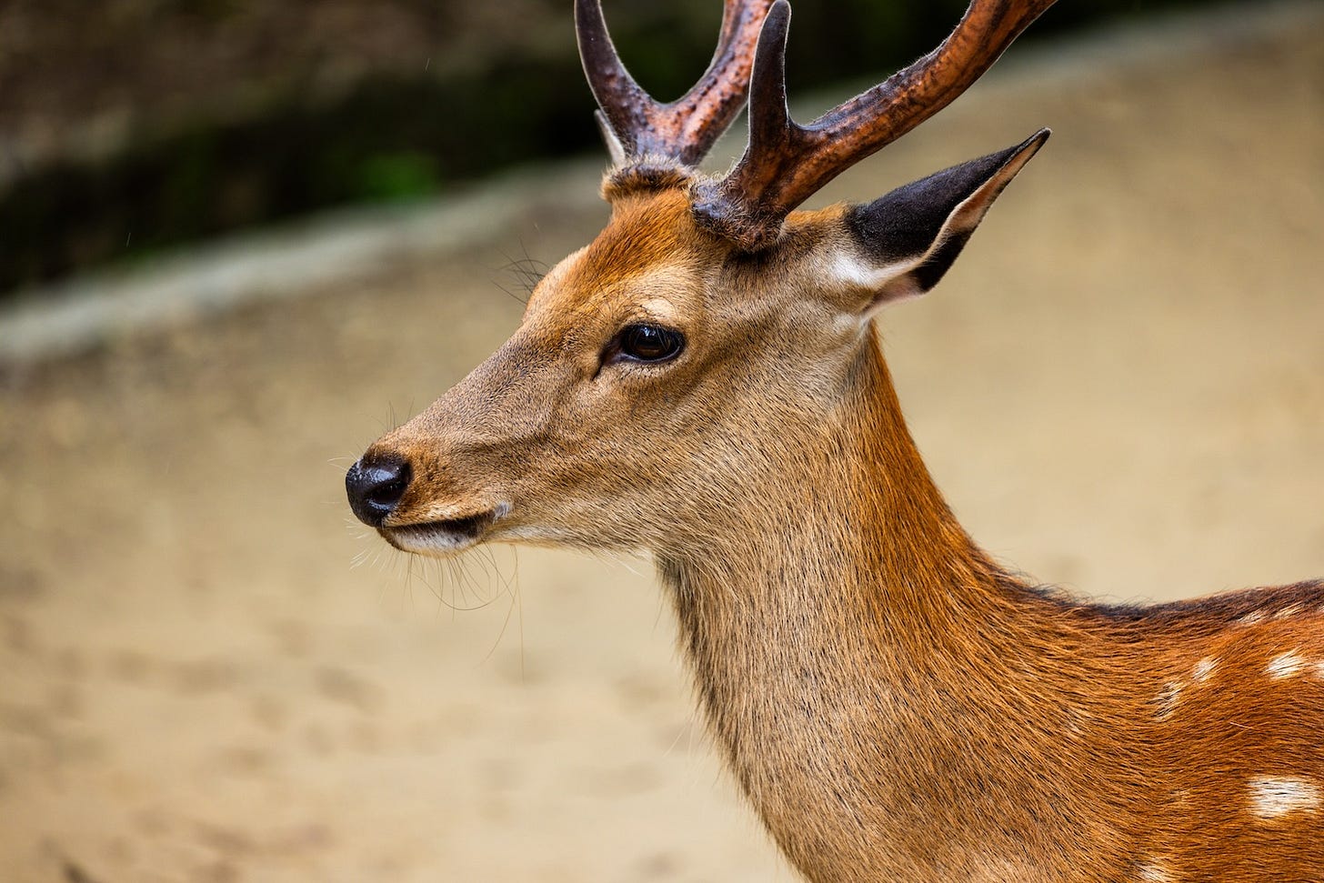 Image: Deer in Nara, Japan; POV_artist / shutterstock.com