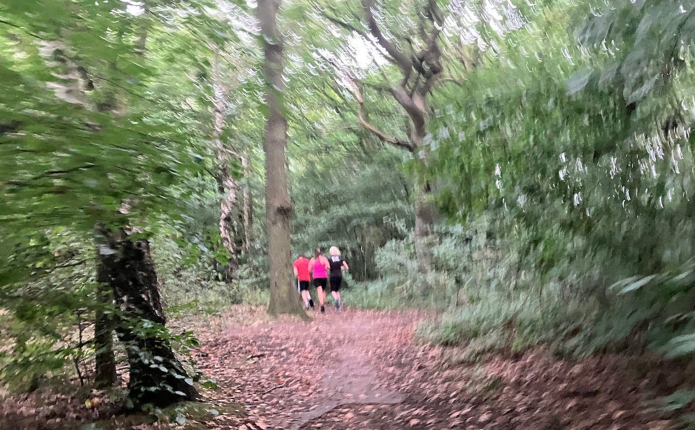 Blurred leaves make this picture of a leafy path through the woods look a little like an impressionist painting