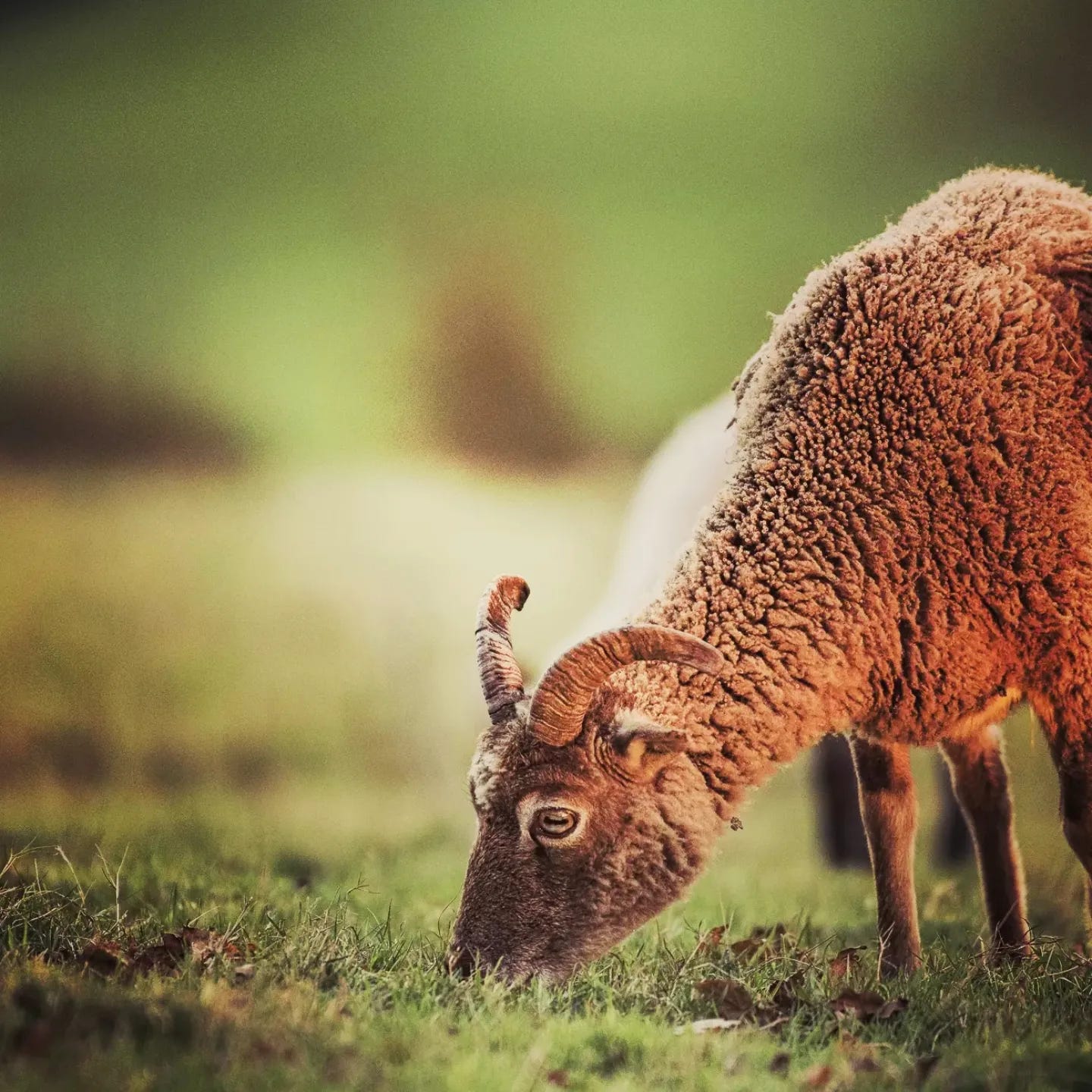 Soay grazing in Sunrise Park