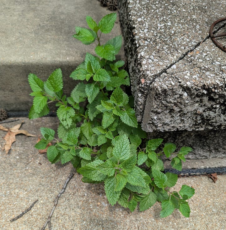 A series of four close-up photographs showing various small, vibrant green plants and seedlings stubbornly sprouting and thriving out of narrow cracks, tight crevices, and gaps within the rough, gray concrete paving stones and heavy textured blocks of an outdoor deck.