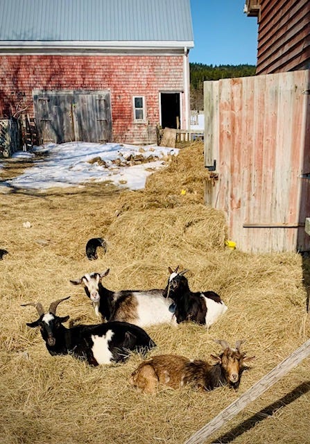four goats sitting in a pile of hay outside a barn on a sunny winter day