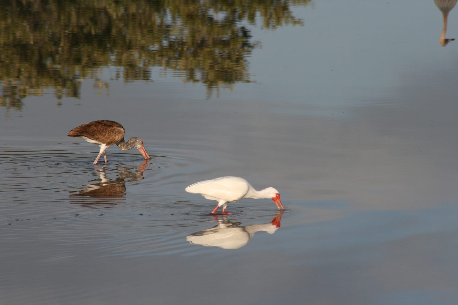 Birds standing in water with a white bird

AI-generated content may be incorrect.