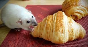 Le French rat : r/RATS