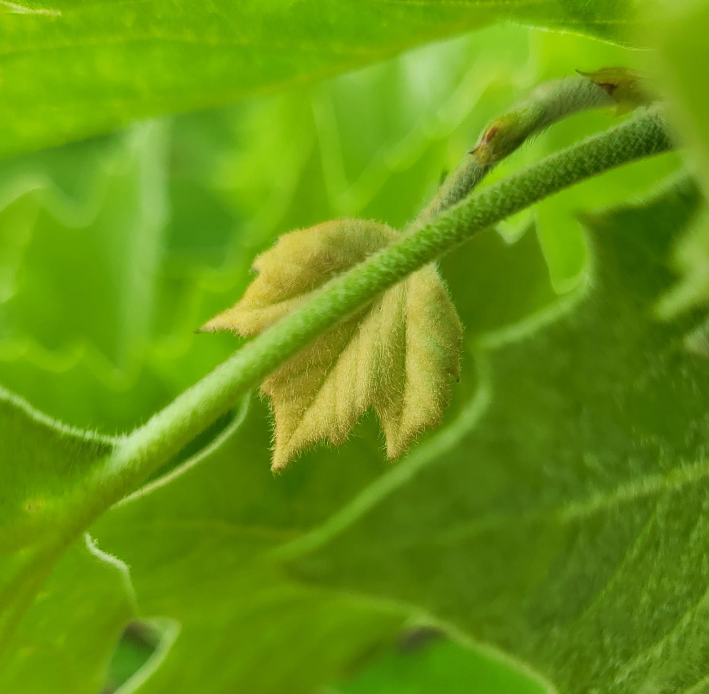 A fuzzy baby Sycamore leaf surrounded by mature green leaves