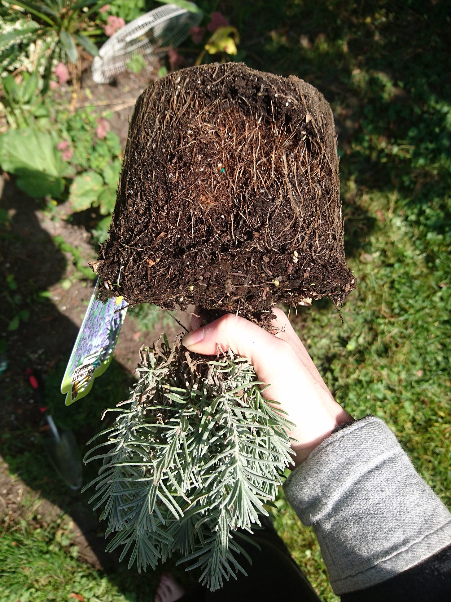 The small potted munstead lavender is held upside down by the base. The soil above the base of the stem is in the shape of the pot that the lavender was contained in. White roots can be seen escaping from the soil on all durfaces, searching for more nutrition.