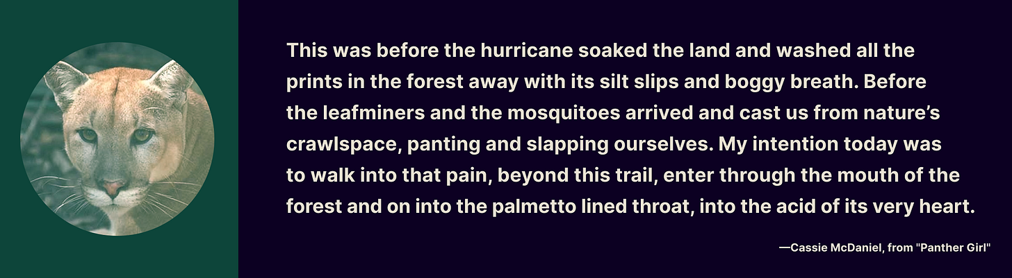 This was before the hurricane soaked the land and washed all the  prints in the forest away with its silt slips and boggy breath. Before  the leafminers and the mosquitoes arrived and cast us from nature’s crawlspace, panting and slapping ourselves. My intention today was  to walk into that pain, beyond this trail, enter through the mouth of the forest and on into the palmetto lined throat, into the acid of its very heart. Cassie McDaniel, from Panther Girl
