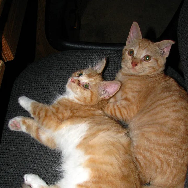two orange striped tabby cats snuggle