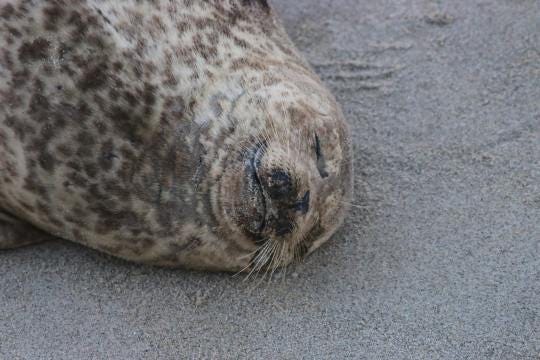 Round seal