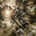 Joyful Legacy Decluttering: A Gentle Journey of Leaving Well