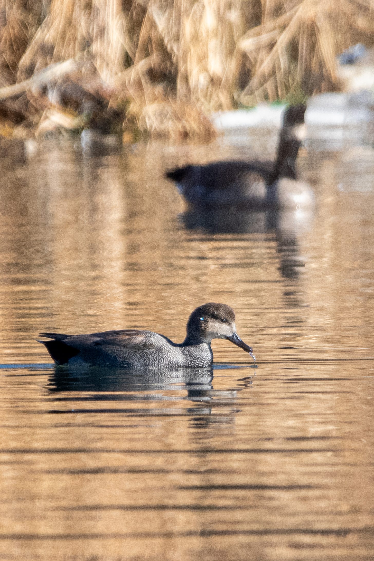 A male gadwall, dabbling its beak in amber water