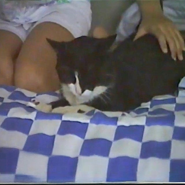 growing old & dying in your sleep - Album by Cottonwood Firing Squad |  Spotify