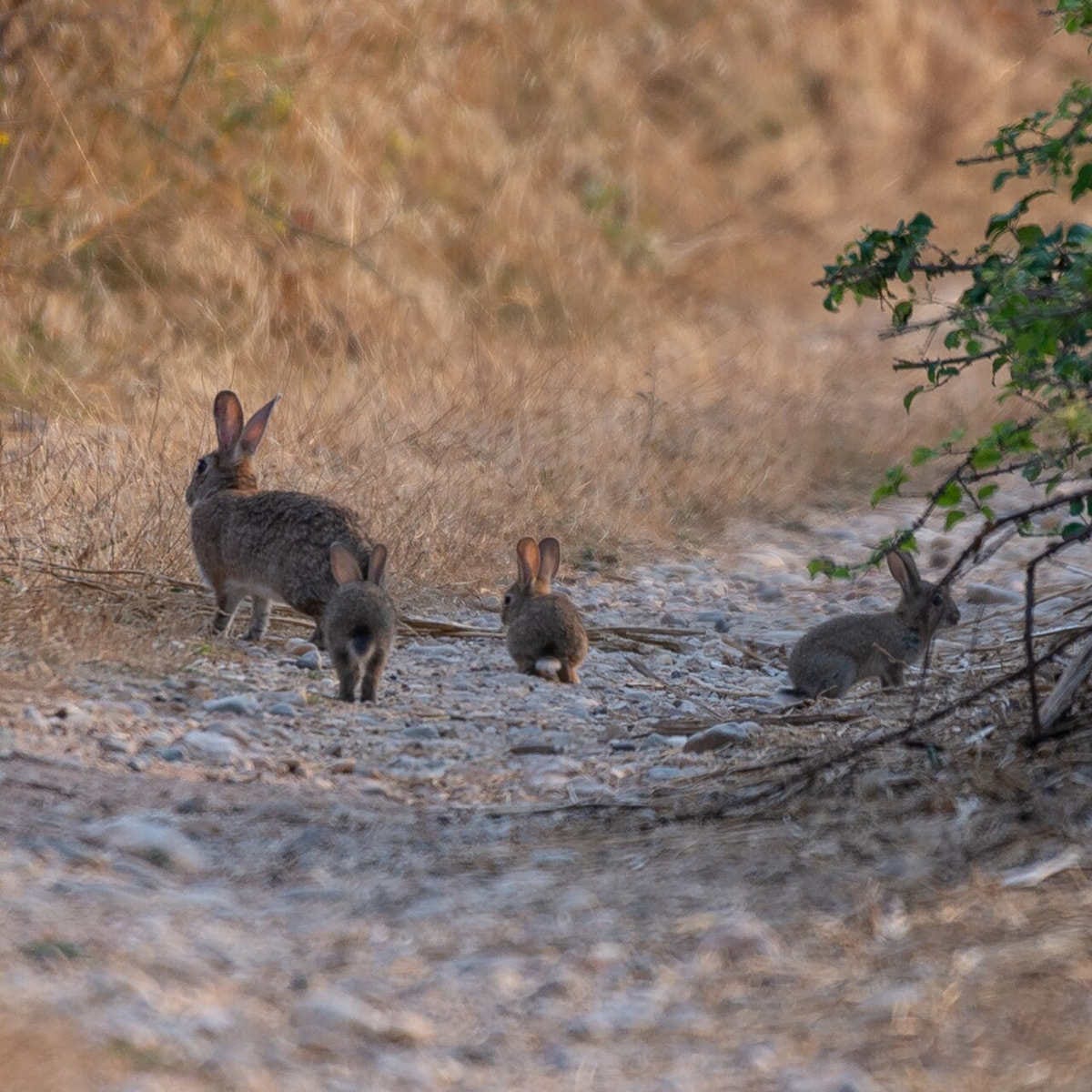 tres crías de conejo y un adulto se marchan por un camino pedregoso con vegetación seca
