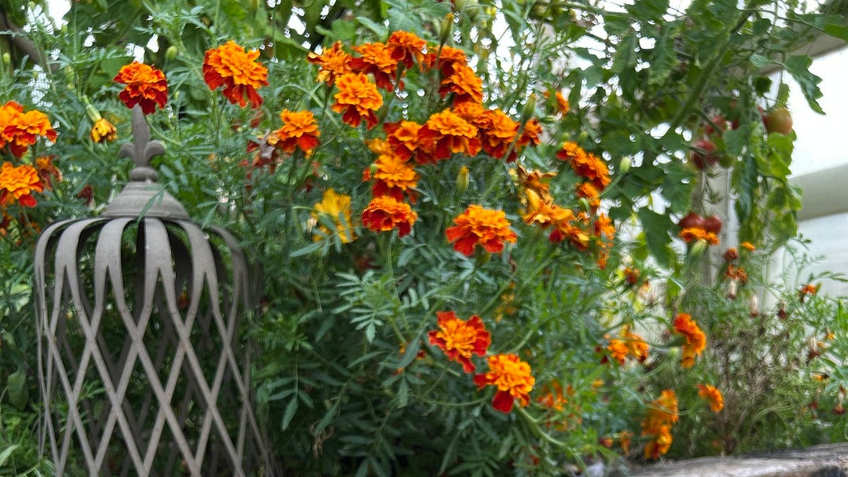 Why I'm ignoring decades of gardening advice