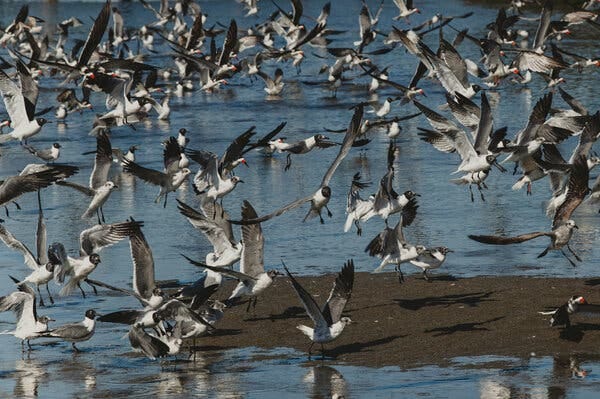 A flock of shorebirds spreading their wings. A flock of shorebirds spreading their wings.