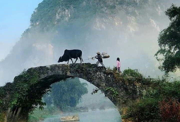 This may contain: two cows crossing a bridge over a river in front of a mountain with people standing on it