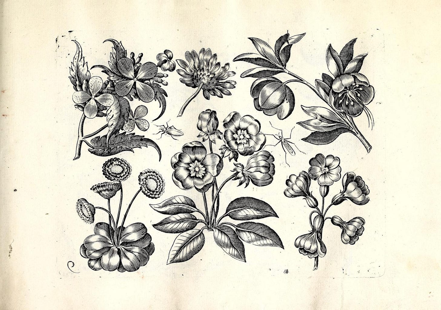 Book page image
